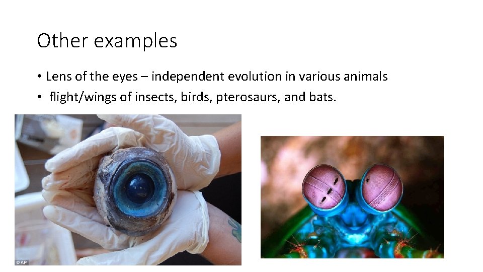 Other examples • Lens of the eyes – independent evolution in various animals •