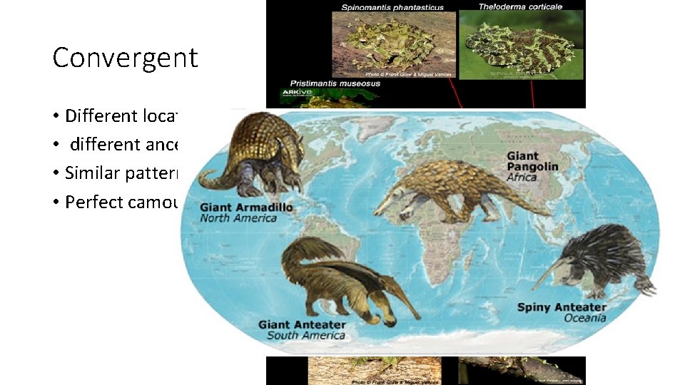 Convergent • Different locations, • different ancestors • Similar patterns arose • Perfect camouflage