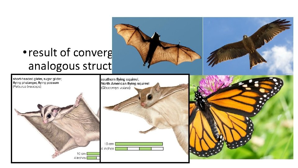  • result of convergent evolution are called analogous structures or homoplasies 