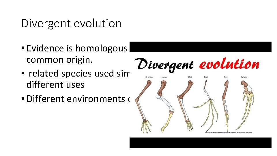 Divergent evolution • Evidence is homologous structures, which have a common origin. • related