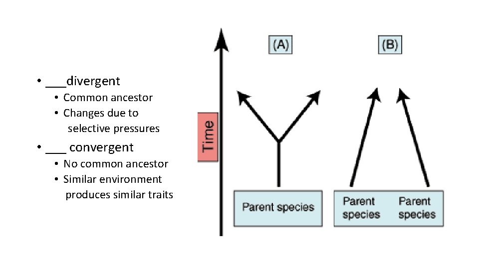  • ___divergent • Common ancestor • Changes due to selective pressures • ___