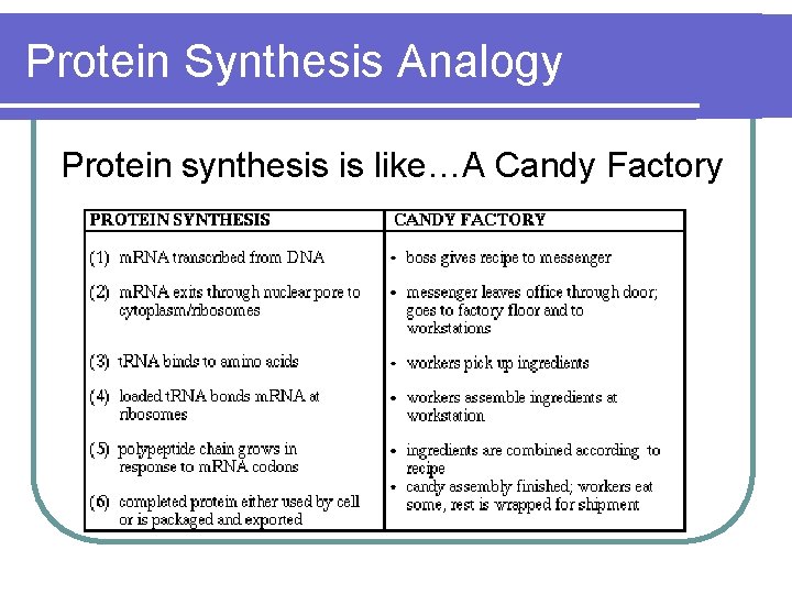 Protein Synthesis Analogy Protein synthesis is like…A Candy Factory 