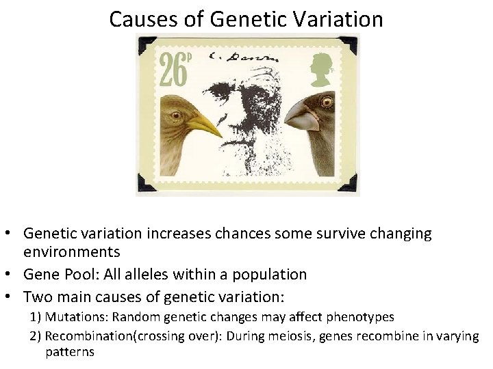 Causes of Genetic Variation • Genetic variation increases chances some survive changing environments •