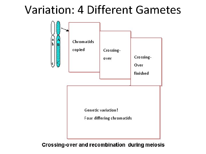 Variation: 4 Different Gametes Chromatids copied Crossingover Crossing. Over finished Genetic variation! Four differing