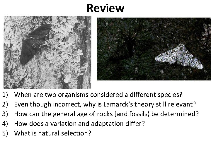 Review 1) 2) 3) 4) 5) When are two organisms considered a different species?