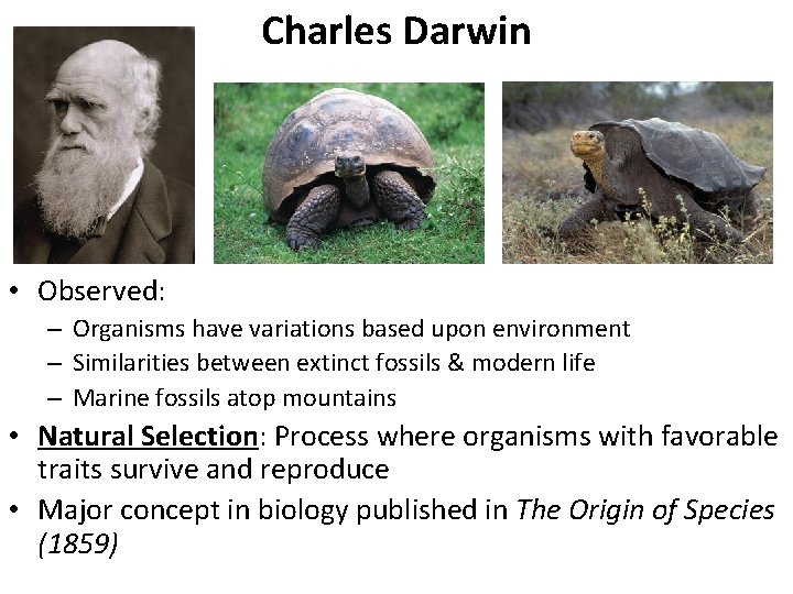 Charles Darwin • Observed: – Organisms have variations based upon environment – Similarities between
