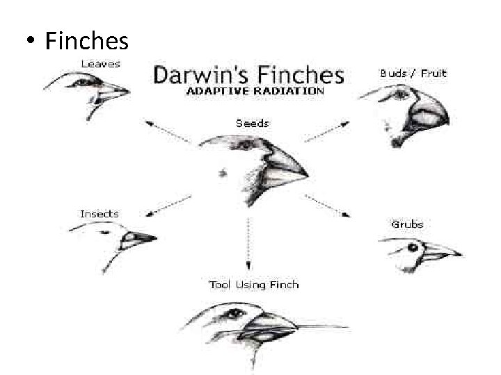  • Finches 