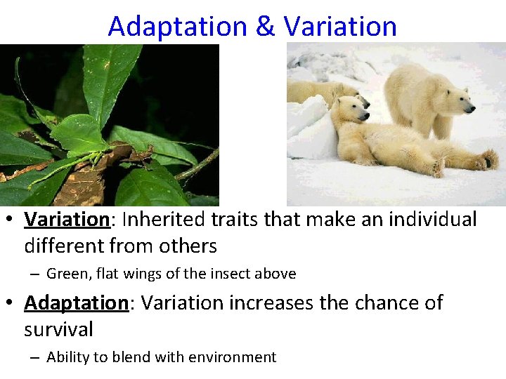 Adaptation & Variation • Variation: Inherited traits that make an individual different from others