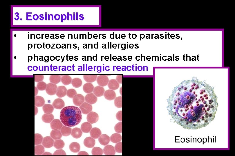 3. Eosinophils • • increase numbers due to parasites, protozoans, and allergies phagocytes and