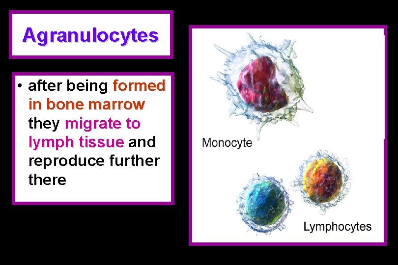 Agranulocytes • after being formed in bone marrow they migrate to lymph tissue and