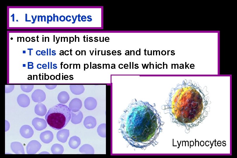 1. Lymphocytes • most in lymph tissue § T cells act on viruses and