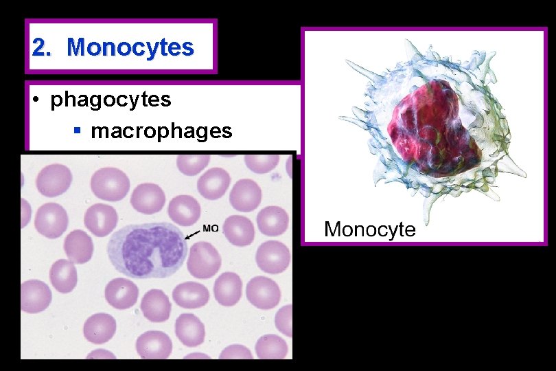 2. Monocytes • phagocytes § macrophages 