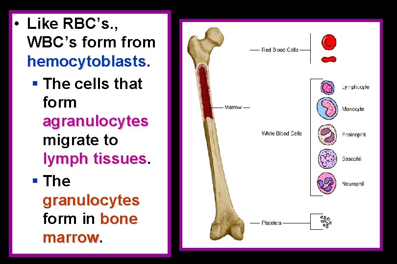  • Like RBC’s. , WBC’s form from hemocytoblasts § The cells that form