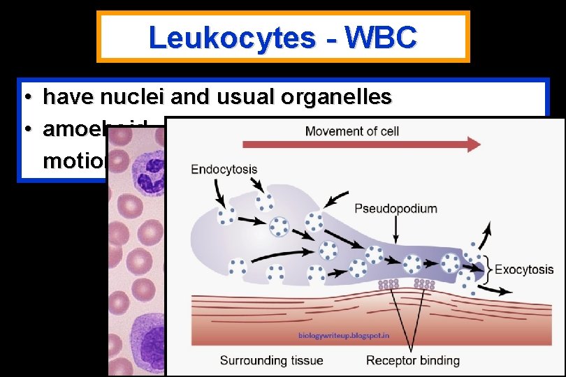 Leukocytes - WBC • have nuclei and usual organelles • amoeboid motion 