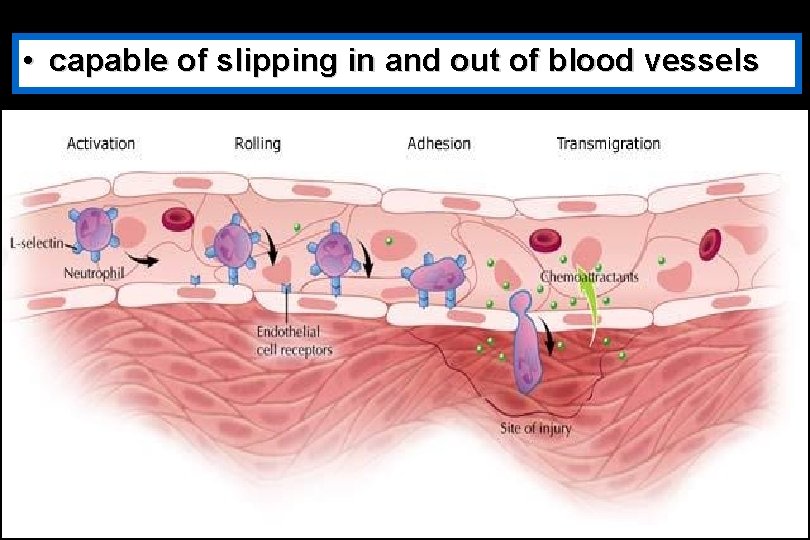  • capable of slipping in and out of blood vessels 