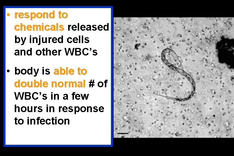  • respond to chemicals released by injured cells and other WBC’s • body