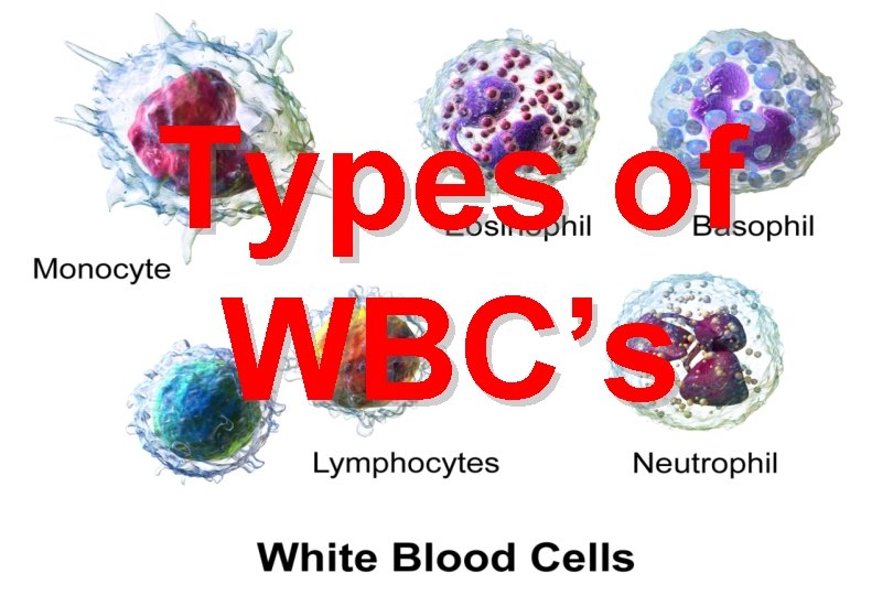 Types of WBC’s 
