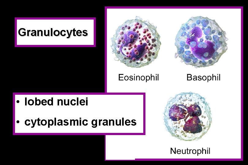 Granulocytes • lobed nuclei • cytoplasmic granules 