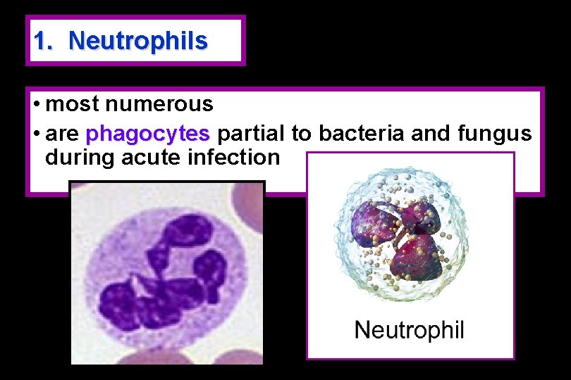 1. Neutrophils • most numerous • are phagocytes partial to bacteria and fungus during