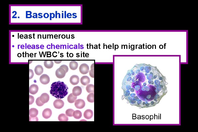 2. Basophiles • least numerous • release chemicals that help migration of other WBC’s