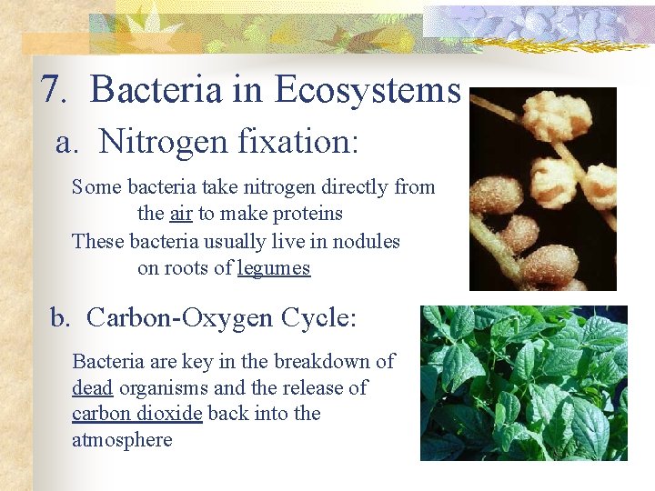 7. Bacteria in Ecosystems a. Nitrogen fixation: Some bacteria take nitrogen directly from the