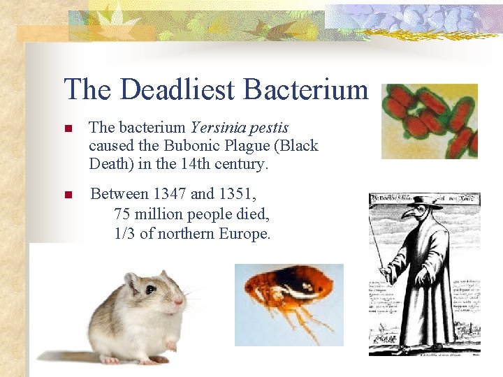The Deadliest Bacterium n The bacterium Yersinia pestis caused the Bubonic Plague (Black Death)