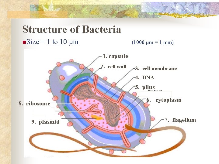 Structure of Bacteria n. Size = 1 to 10 µm (1000 µm = 1