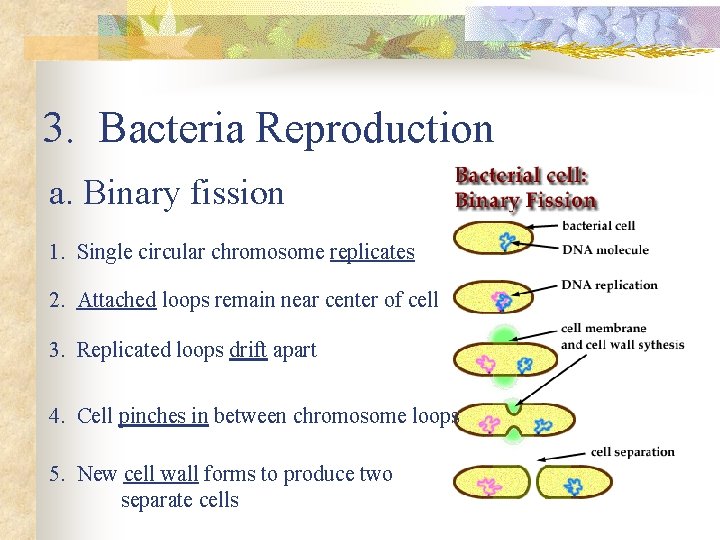 3. Bacteria Reproduction a. Binary fission 1. Single circular chromosome replicates 2. Attached loops