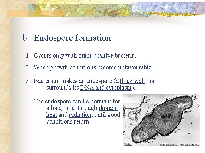 b. Endospore formation 1. Occurs only with gram-positive bacteria. 2. When growth conditions become