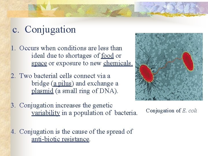 c. Conjugation 1. Occurs when conditions are less than ideal due to shortages of