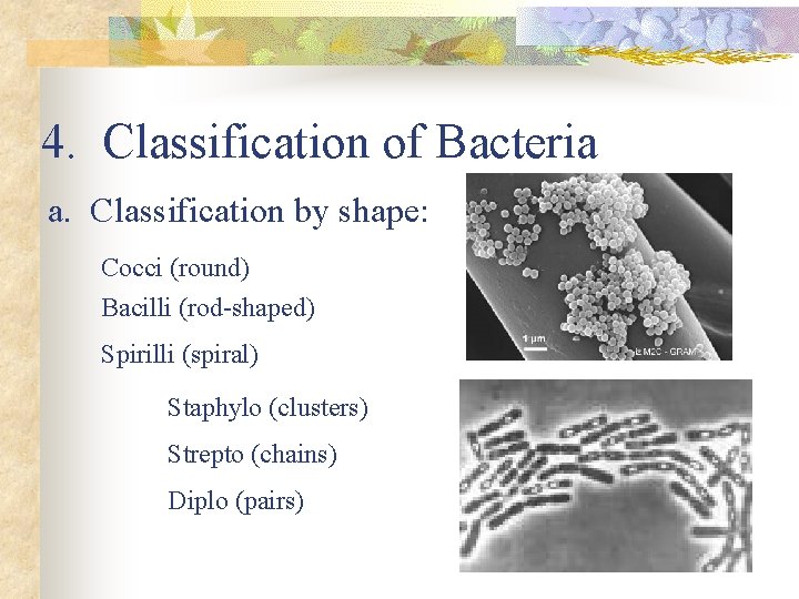 4. Classification of Bacteria a. Classification by shape: Cocci (round) Bacilli (rod-shaped) Spirilli (spiral)