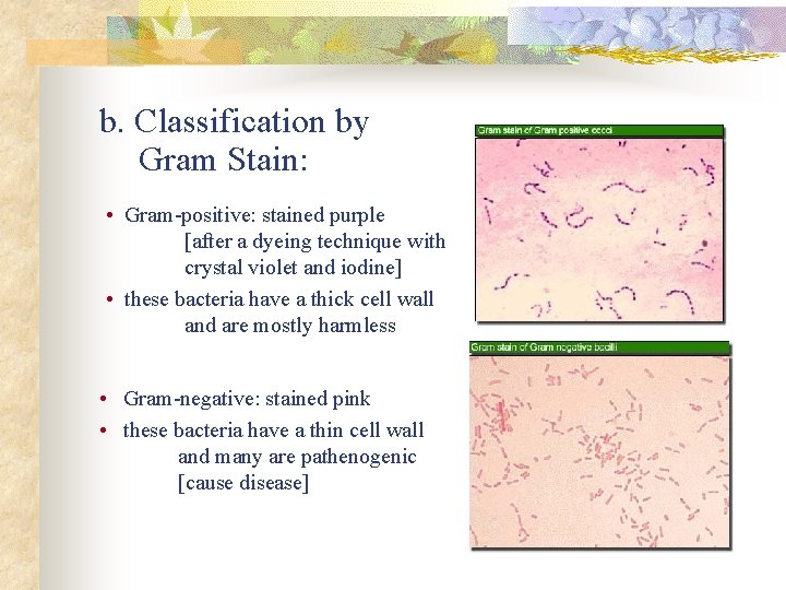 b. Classification by Gram Stain: • Gram-positive: stained purple [after a dyeing technique with