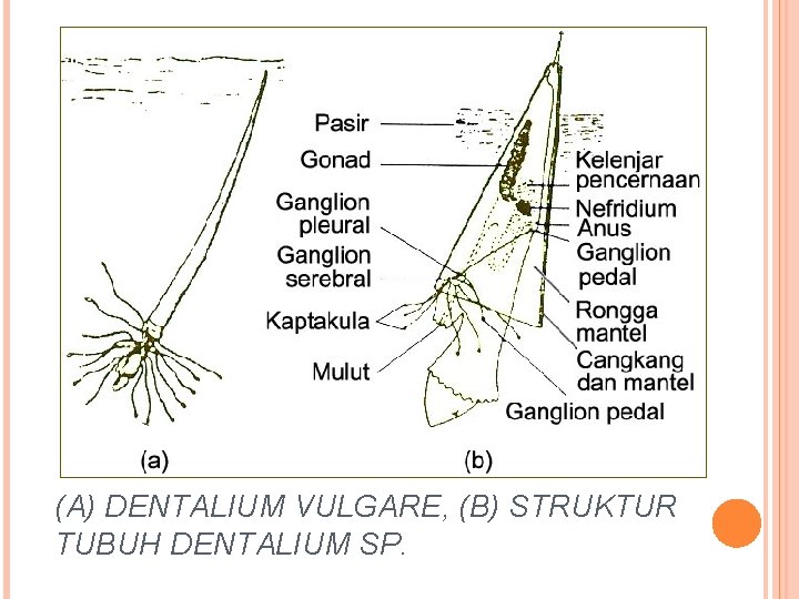 (A) DENTALIUM VULGARE, (B) STRUKTUR TUBUH DENTALIUM SP. 