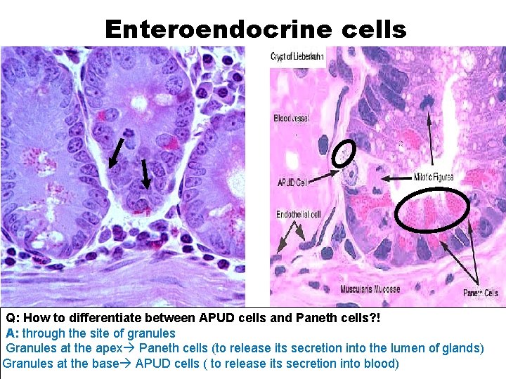 Enteroendocrine cells Q: How to differentiate between APUD cells and Paneth cells? ! A: