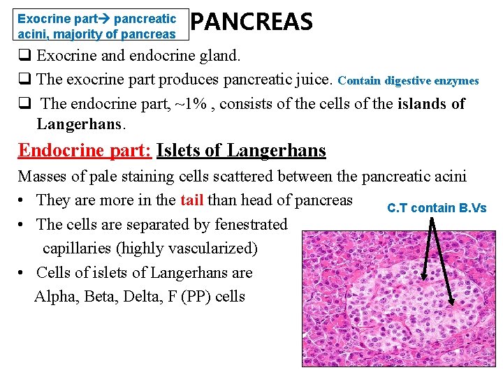 Exocrine part pancreatic acini, majority of pancreas PANCREAS q Exocrine and endocrine gland. q