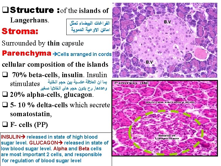 q Structure : of the islands of Langerhans. Stroma: B. V ﺍﻟﻔﺮﺍﻏﺎﺕ ﺍﻟﺒﻴﻀﺎﺀ ﺗﻤﺜﻞ