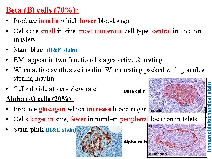  • Produce insulin which lower blood sugar • Cells are small in size,