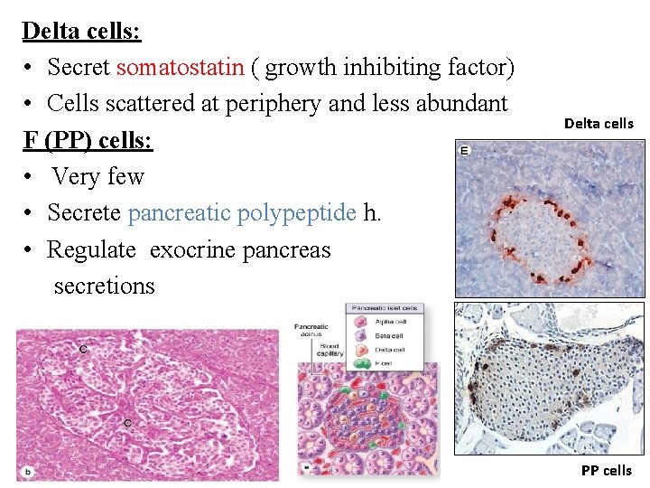 Delta cells: • Secret somatostatin ( growth inhibiting factor) • Cells scattered at periphery