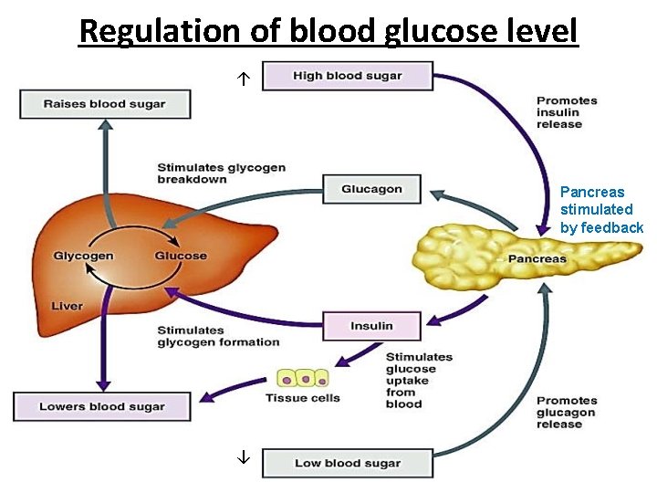 Regulation of blood glucose level ↑ Pancreas stimulated by feedback ↓ 