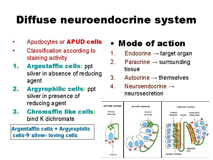 Diffuse neuroendocrine system • • 1. 2. 3. Apudocytes or APUD cells Classification according