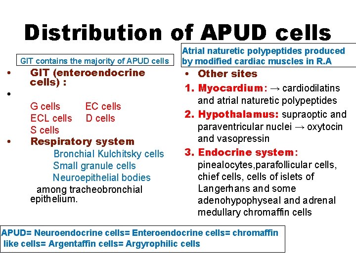 Distribution of APUD cells • • • GIT contains the majority of APUD cells