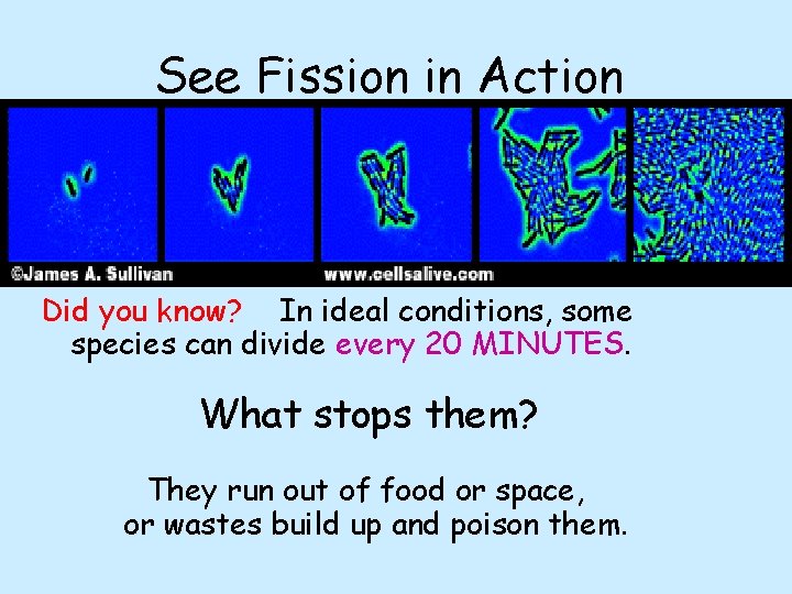 See Fission in Action Did you know? In ideal conditions, some species can divide