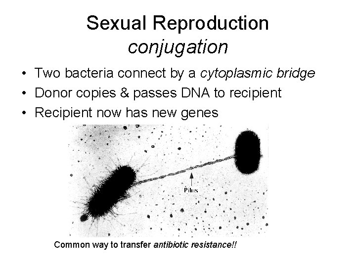 Sexual Reproduction conjugation • Two bacteria connect by a cytoplasmic bridge • Donor copies