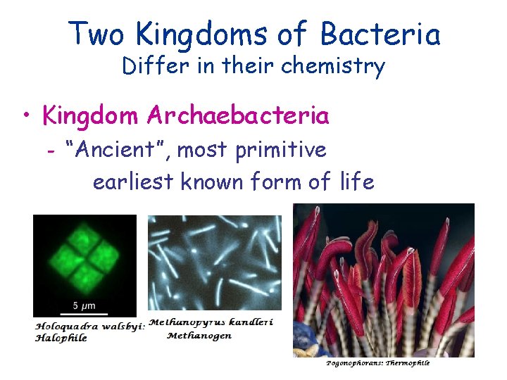 Two Kingdoms of Bacteria Differ in their chemistry • Kingdom Archaebacteria - “Ancient”, most