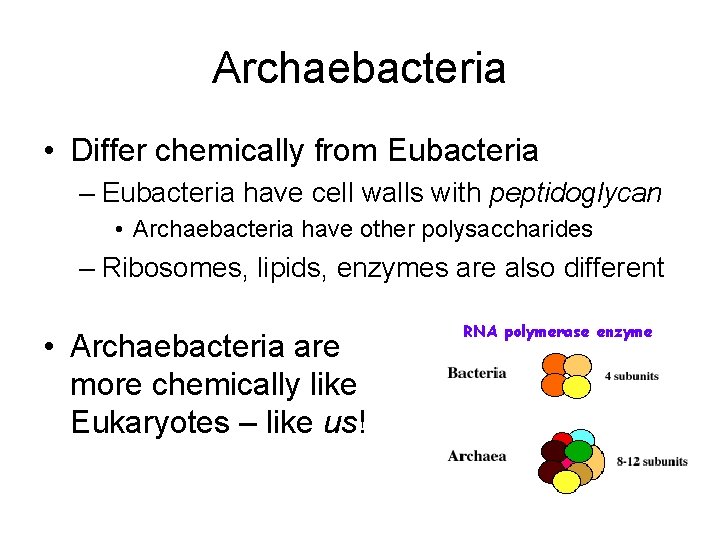 Archaebacteria • Differ chemically from Eubacteria – Eubacteria have cell walls with peptidoglycan •