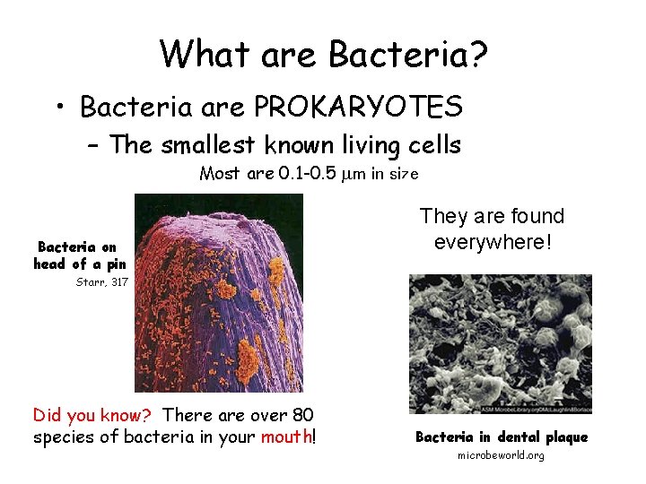 What are Bacteria? • Bacteria are PROKARYOTES – The smallest known living cells Most