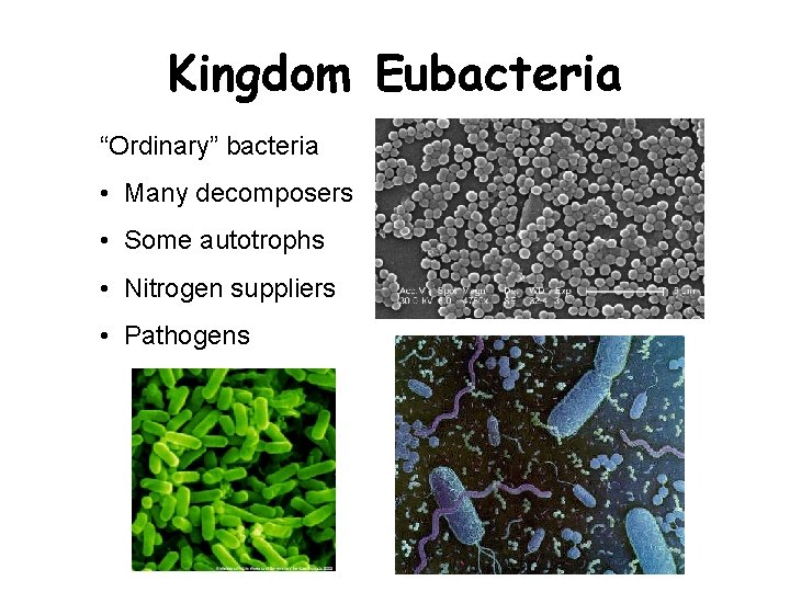 Kingdom Eubacteria “Ordinary” bacteria • Many decomposers • Some autotrophs • Nitrogen suppliers •