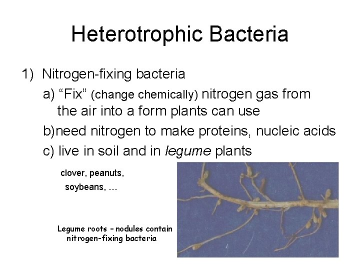 Heterotrophic Bacteria 1) Nitrogen-fixing bacteria a) “Fix” (change chemically) nitrogen gas from the air