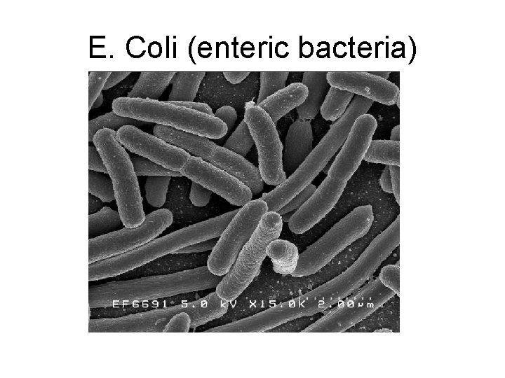 E. Coli (enteric bacteria) 