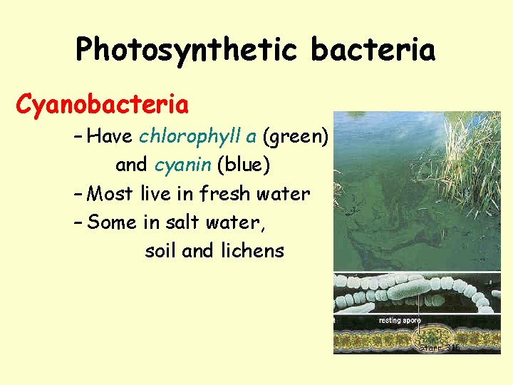 Photosynthetic bacteria Cyanobacteria – Have chlorophyll a (green) and cyanin (blue) – Most live